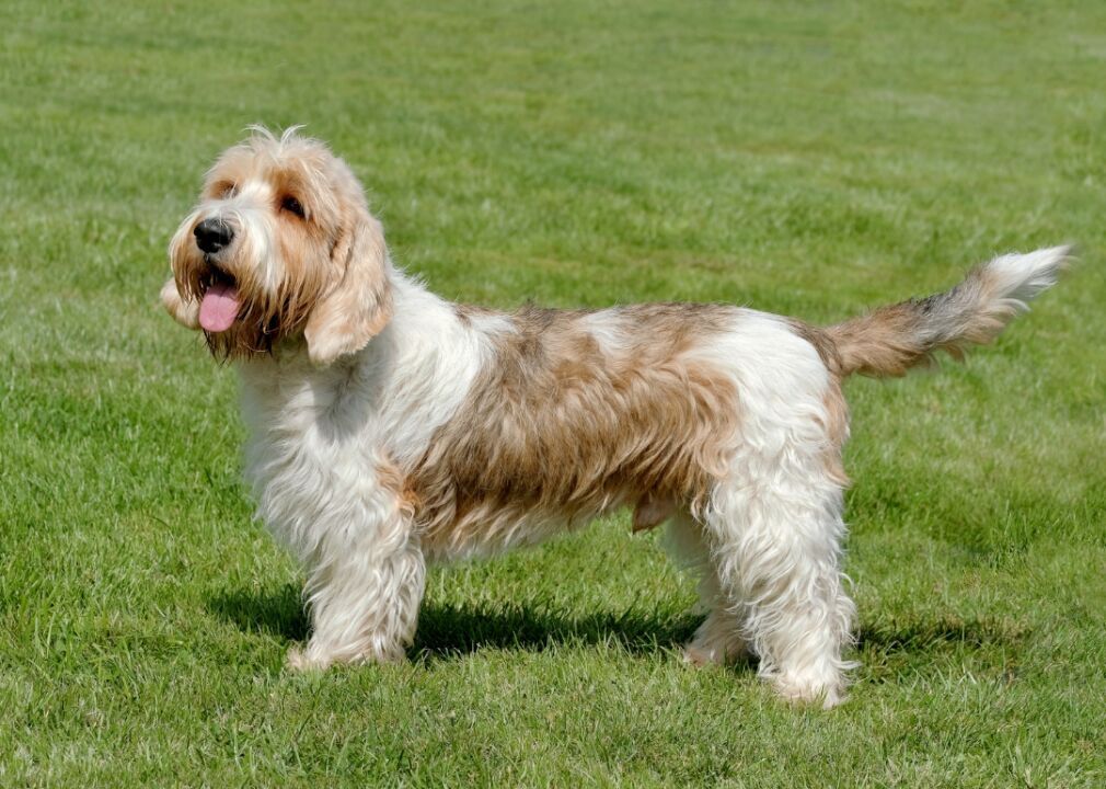 #37. Petit Basset Griffon Vendéen